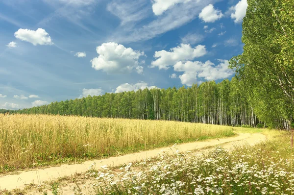 Rural landscape with cereal field and birch grove — Stok fotoğraf