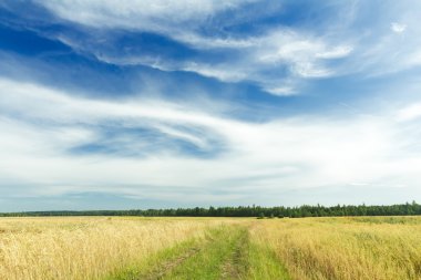 Cirrus bulutlar üzerinde yukarıda çavdar alan ve toprak yola azure sky
