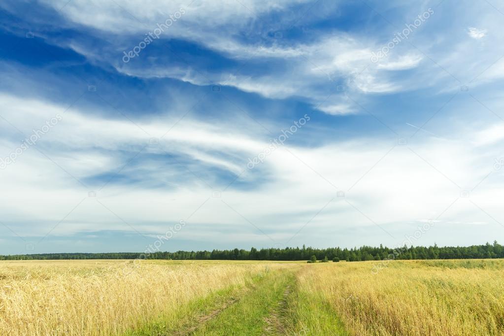 Cirrus clouds on azure sky above rye field and dirt road