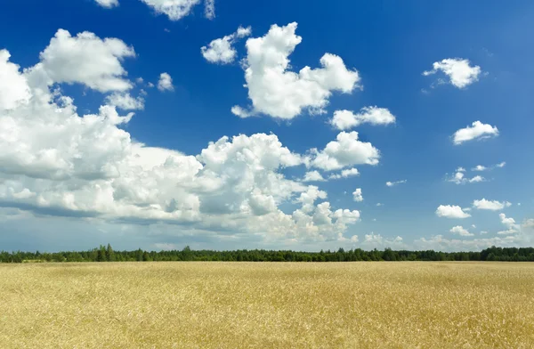 Fluffy clouds and deep blue sky above ripening farm field — Stock Photo, Image