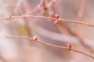 Bahar erken Bahar sezonu dalı yaprak tomurcukları genişletilmesi