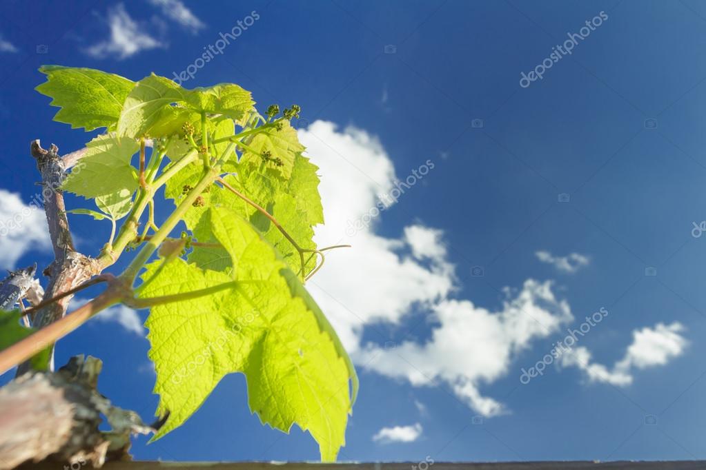 Flower Buds Breaking Of Cultivated Grape Vine Stock Photo Image By C Newrock555 68985515