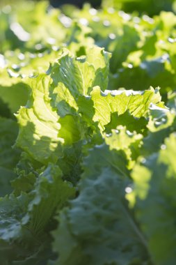 Marul sebze yeşil bahçe yatak üzerinde büyüyen arka plan