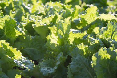 Marul bitkiler bahçe yatak üzerinde büyüyen arka plan