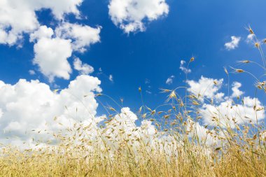 Cumulus bulutları yulaf gevreği kulakları alan olgunlaşma üzerinde aero mavi gökyüzü üzerinde
