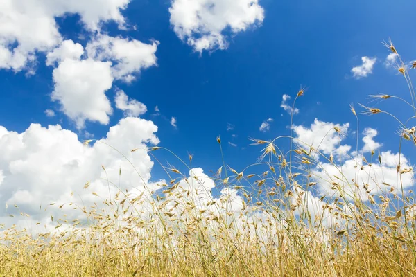 Cumulus wolken op aero blauwe hemel over de rijpingsjaren van Haver graan oren veld — Stockfoto