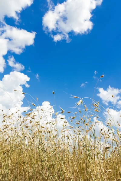 Cumulus clouds on aero blue sky over ripening oat grain ears field — Stock Photo, Image