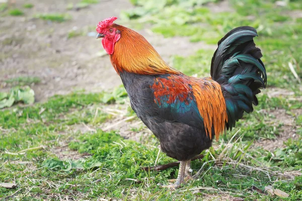 Adulto di diversi colori gallo che cammina su aia — Foto Stock