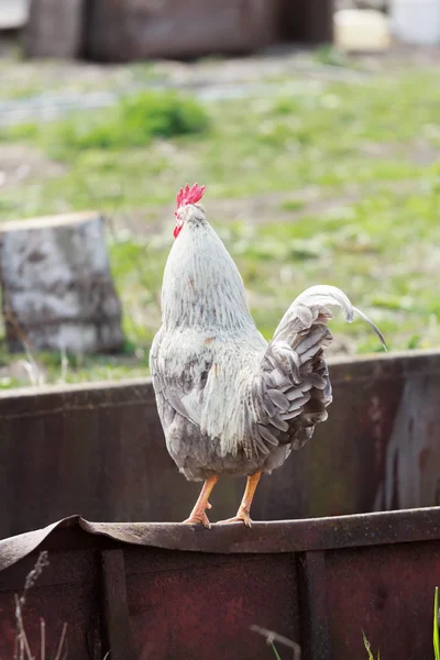 Erwachsener weißer ausgewachsener Hahn steht auf Bauernhof — Stockfoto