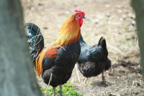 Mehrfarbiger Hahn und schwarze Henne im Sommerbauernhof — Stockfoto