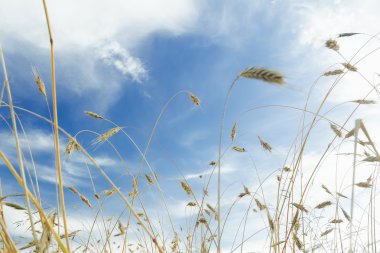 Beyaz cirrus bulutlar ve arpa Mısır gevreği kulakları alan olgunlaşma yukarıda mavi gökyüzü