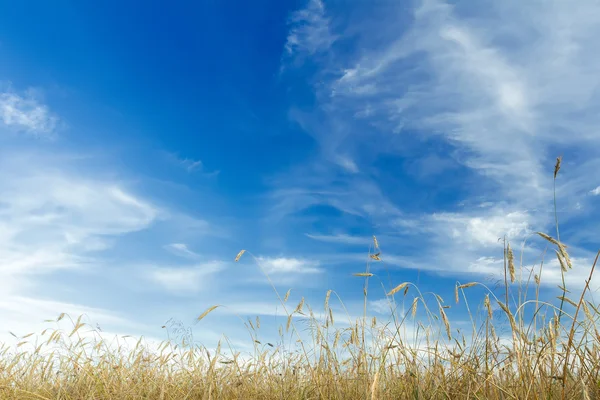 Nubi di cirri bianchi e cielo blu sopra il campo di maturazione delle orecchie di cereali di segale — Foto Stock