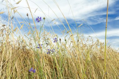 Beyaz cirrus bulutlar ve Peygamber ile çavdar alanının üstündeki mavi gökyüzü
