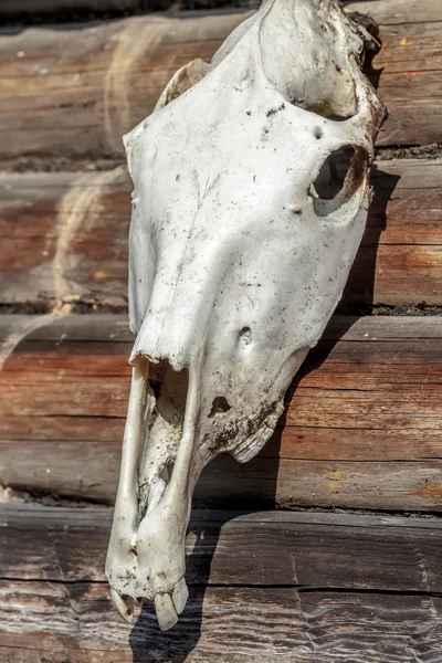 Cráneo de caballo envejecido en pared de madera vieja —  Fotos de Stock