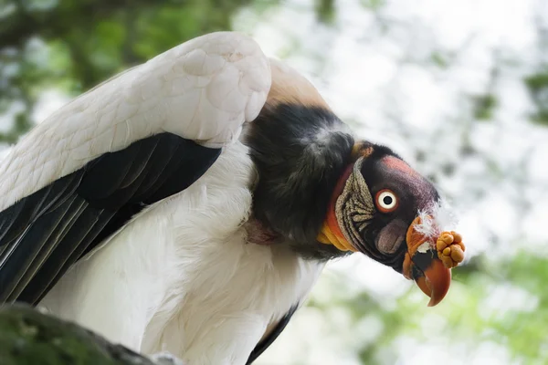 Side view of king vulture or Sarcoramphus papa with multicolor bald neck and head — Stock Photo, Image