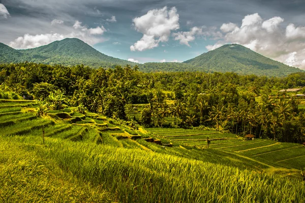 Рисовое поле Джатилуви на Бали — стоковое фото