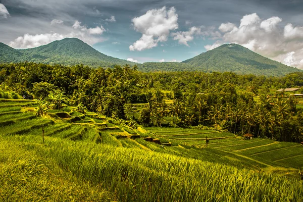 Jatiluwih Reisfeld bei Bali — Stockfoto