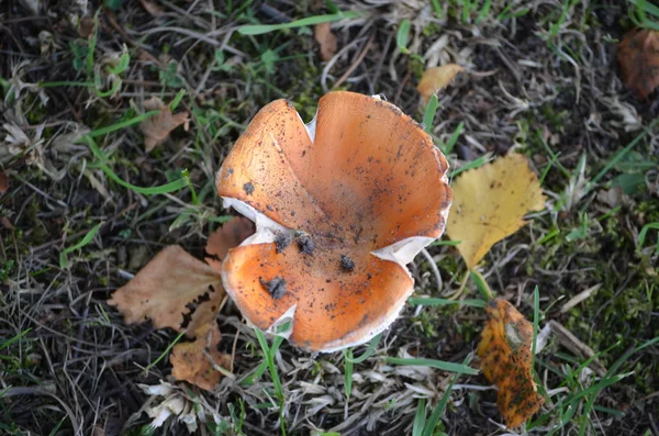 Pilze in Dänemark — Stockfoto