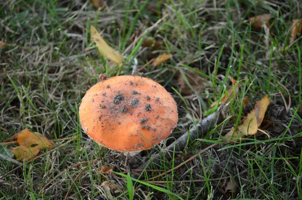 Mantar Danimarka — Stok fotoğraf