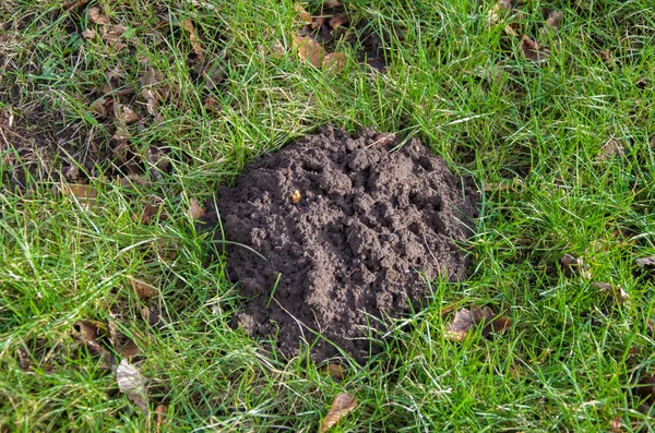 Mierda Caca Vaca Prado Verde Césped — Foto de stock © lunamarina #216350694