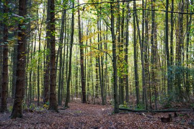 Yazın güneşli bir günde yeşil orman