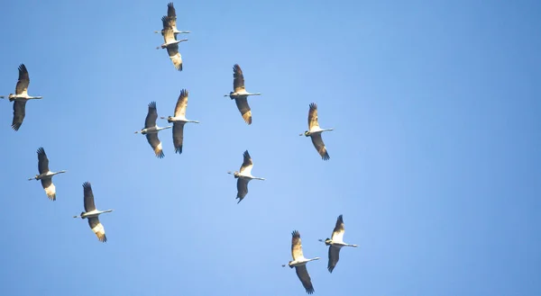 Bulanık gökyüzünde bir grup turna