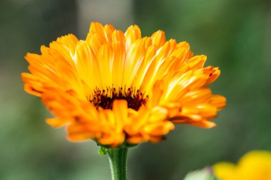 Kadife çiçekleri, Calendula memurları.,