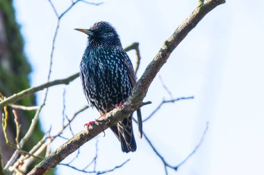 Almanya 'nın vahşi doğasında gökkuşağı tüylü siyah bir sığırcık.