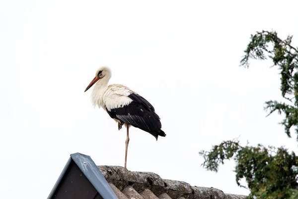 Beyaz bir leylek bir evin çatısında duruyor..