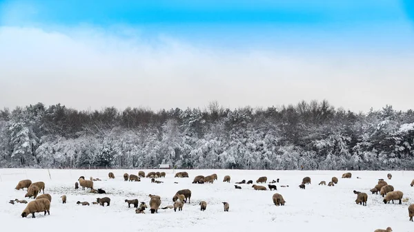 Karda koyun sürüsü