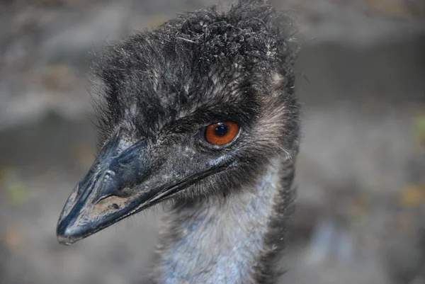 Devekuşu kafasını ile arka plan bulanık yakın çekim