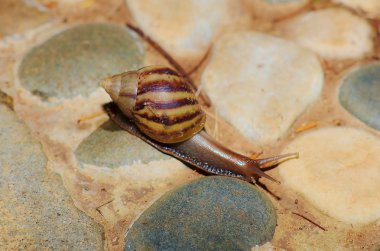 Salyangoz cobblestones üzerinde tarama