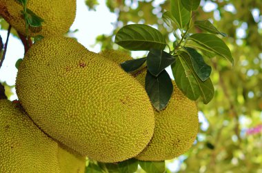 Meyve nefesi olgunlaşma