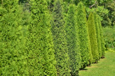 Green arborvitae planted in a row and trimmed under the cone clipart