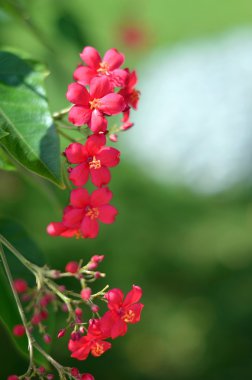 Koyu kırmızı çiçek, önümüzdeki