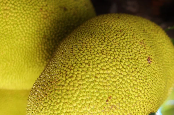 Rijping vruchten nangka — Stockfoto