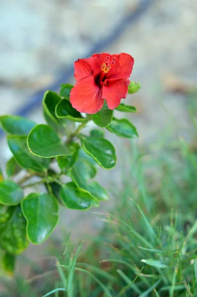 Beautiful red hibiscus — Stock Photo, Image