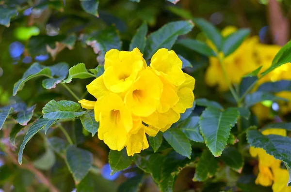 Flor amarilla — Foto de Stock