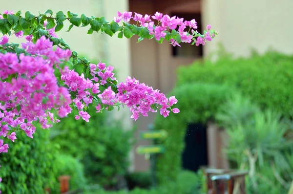 Çiçek açan bir ağacın dalı