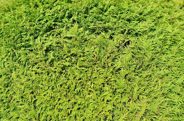 Yeşil bir bitki kökenli