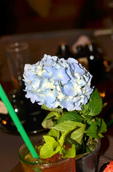 Mavi-mavi renk - ortanca küçük top