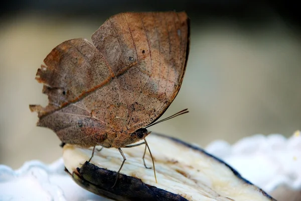 Bir muz yemek kuru yaprak ağacın altında hangi Musker kelebek