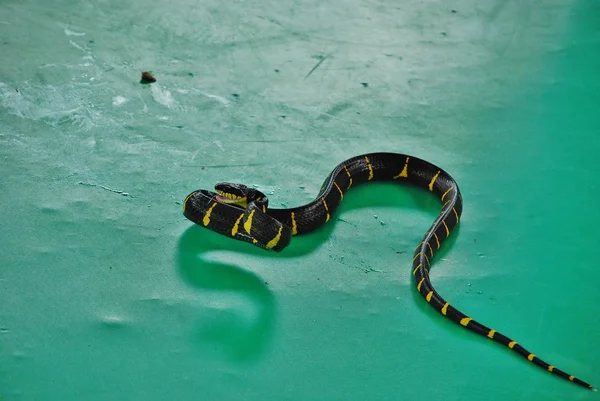 Krayt teyp (bungarus fasciatus) - zehirli bir yılan