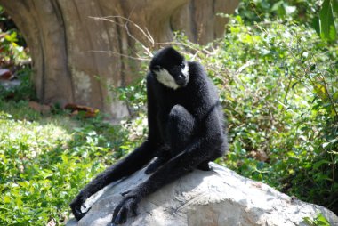 Gibbon at the Falls