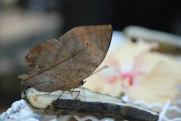 Borboleta que Musker abaixo da árvore de folha seca que come uma banana — Fotografia de Stock