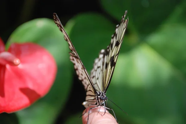 Όμορφη πεταλούδα το δάχτυλο που αντιμετωπίζει το άτομο — Φωτογραφία Αρχείου