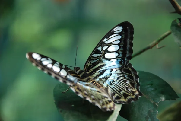 Papillon que Musker sous un arbre à feuilles sèches mangeant une banane — Photo