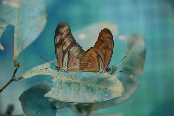 İki rasivye kelebekler yeşil bir yaprak her görünüşüyleyargılamasın aşk