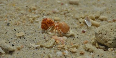 Kerevit Shinsen yol paylaşmak