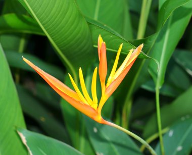 Exotic orange flower on a background of green leaves clipart